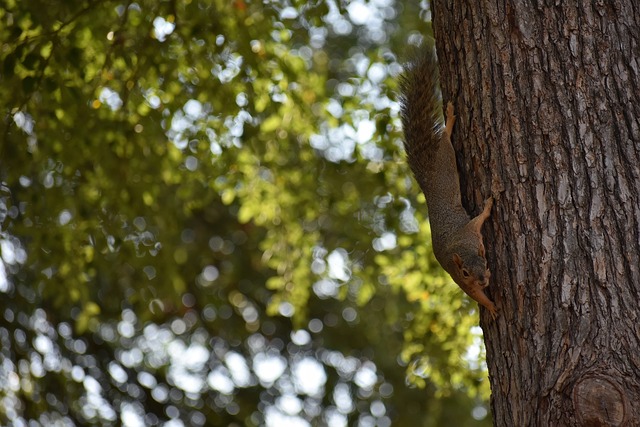 拜仁慕尼黑 拜仁慕尼黑